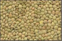 Sell Lentils