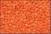 Sell Lentils