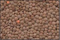 Sell Lentils