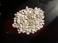 Sell Pumpkin Seeds Snow White