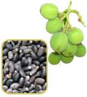 Sell Jatropha Seeds