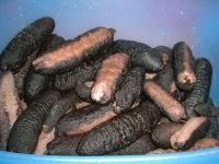 Sell DRIED SEA CUCUMBER  Kajino Black