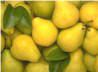 Sell Fresh Fruit, Fresh Preserved Gauva, Fresh Lemon,fresh Preseved Vegetab