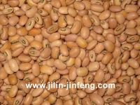 Sell Cowpea