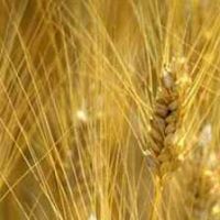 Sell Igp Garfagnana Spelt