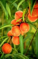 Sell Fresh Peaches