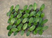 Sell phalaenopsis seedling