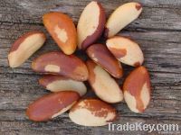 Sell Brazil Nuts