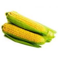 Sell Best Selling Yellow Corn From South Africa