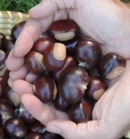 Sell  Fresh Chestnuts / Raw Chestnuts / Dried Chestnut  From South Africa