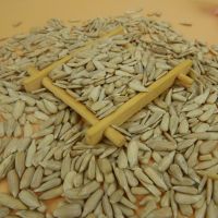 Sell  Hot selling Sunflower Kernels / Sunflower seeds