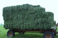 Sell High Quality Animal Feed Alfalfa Hay