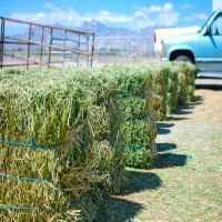 Sell  High Quality Teff Hay 