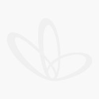 Sell Superberries - Blueberry Biltong 50g