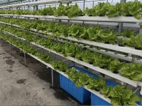 OMANA NFT Growing System Hydropon System From China
