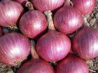 Fresh Onions