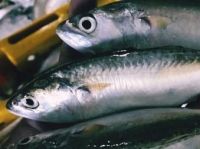 Indian Mackerel Viet Nam