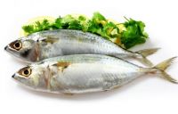 Indian Mackerel