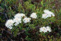 Forest Resources, Wild Medicinal Plants: Bogbean, Ledum, Filipendula, Inonotus Obliquus, Blueberries