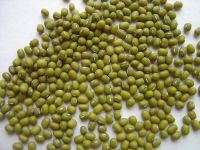 mungbean