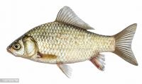 Fishes