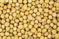 SOYBEANS