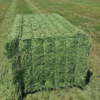 Selling Alfafa Hay,alfalfa Hay With High Protein For Animal Feeding