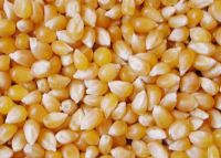 Selling Yellow Corn / Yellow Maize For Animal Feed Dry Style Poultry Feed First Grade Quality 