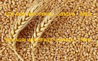 Wheat