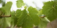 Grape Leaves