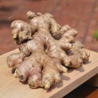 Fresh Ginger