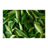 100% Best Quality Dried Curry Leaves at Market Price