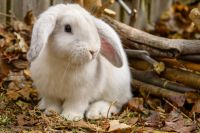 American Fuzzy Lop for sale 