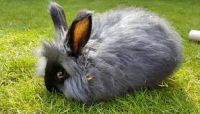 Angora Rabbit , livestock for sale online 