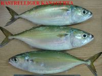 INDO-PACIFIC MACKEREL