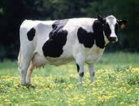 Live Stock COW