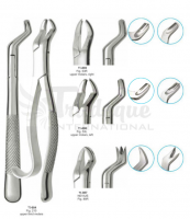 Extracting Forceps (American Pattern