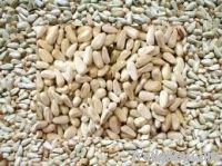 Quality and Sell Safflower seed