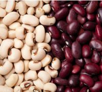 Quality and Sell White and red kedney bean