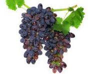 Quality and Sell Cane Grapes fruits segments