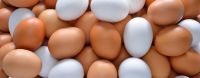 Quality and Sell Fresh large and medium chicken eggs