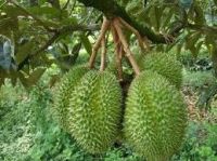 Fresh Ri6 Durian From Vietnam-high Quality And Competitive Price (huunghi Fruit)