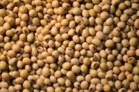 Non Gmo High Grade Good Quality Soy Beans Raw Soybean Grain In Bags Organic Bulk Soybean Seeds For Food