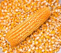 White Corn, Yellow Corn Other Grain