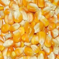 White Corn, Yellow Corn Other Grain