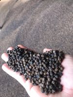 Black pepper Vietnam High quality Cheap price Newest crop Best sale