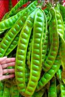 Hot Selling D'Petai Beans Indonesia Original