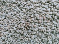 Sumatra Koerintji Arabica Coffee Green Beans - Organics