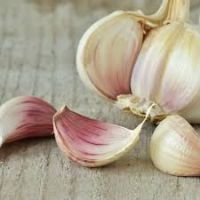 Garlic