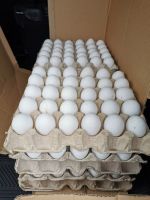 Grade A Fertilize and Table Chicken Eggs